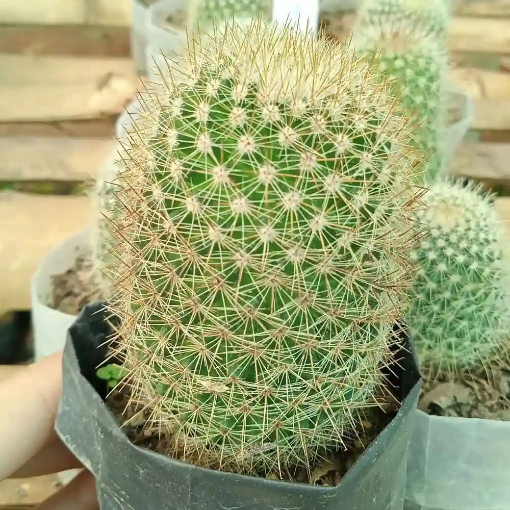 Mammillaria Parkidoni Cactus